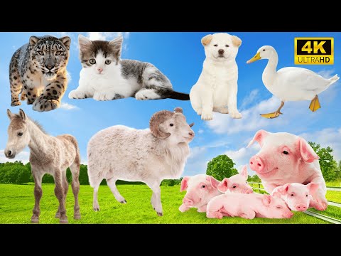 Lively Animal Sounds: Leopard, Cat, Dog, Duck, Horse, Sheep, Pig – Hilarious Farm Encounters