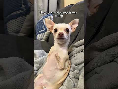 Dog’s reaction to farting #funny #react #funnypets #youtube #dog #funnyanimals #funnymoments #pets