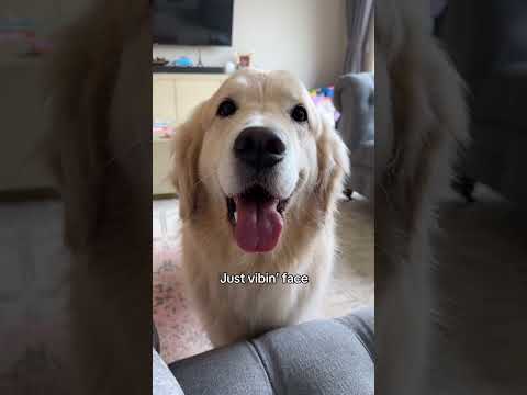 The doggo with the best facial expressions 😛 !!...#face #expression #dog #funny #cute #scary #shorts