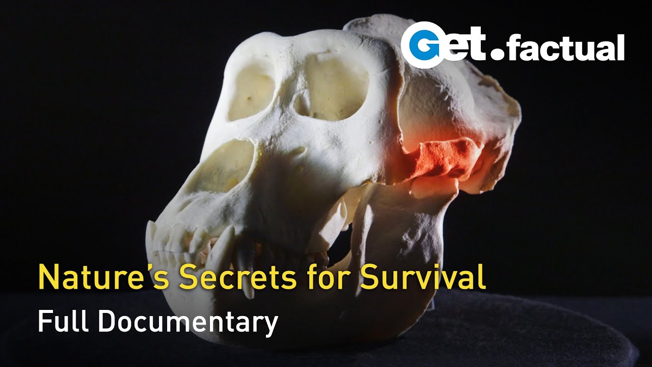 Great Moments in Evolution - Secrets of Survival - Full Documentary Episode 2