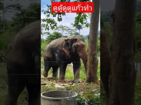 แก้วอินดี้ทำหน้าที่เจ้าของบ้านที่ดี..แต่ถ้ามามือเปล่าจะเจอแบบนี้..เก้อกับอินดี้😂