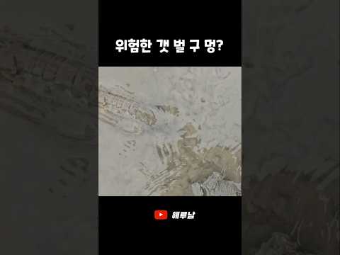 손 넣으면 위험한 갯벌구멍?! #shorts