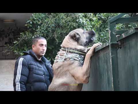 اخراج كلب الكانجال العملاق من قفصه مع جمال العمواسي