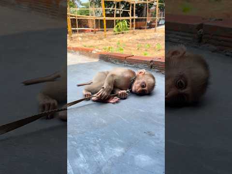 Oh no! The monkey jumps away when the pill millipede rolls too close! #shortvideo #millipede #monkey