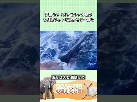 🦈なんと死にかけたウミガメを珍しいサメが助ける、その直後の一幕にネットは驚き！#動物 #感動