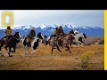 Bison Conservation and Management