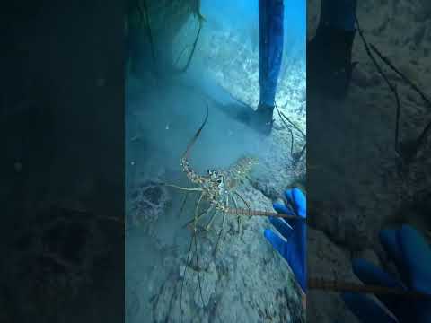 Man captures lobsters entire family #shorts