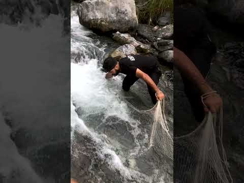 Net Fishing in Crowded Stream | Unexpected No Catch in Fast Water Adventure  #fishing #ytshorts