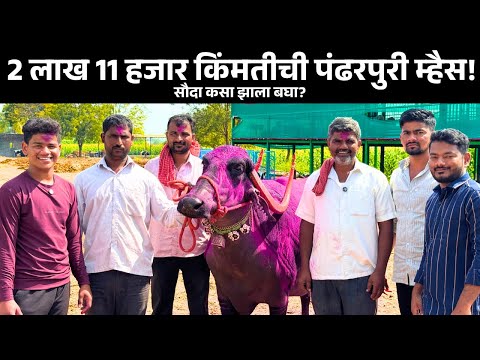 2 लाख 11 हजार किंमतीची पंढरपुरी म्हैस! सौदा कसा झाला बघा? | Pandharpuri buffalo in Maharashtra