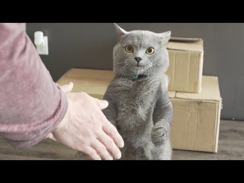 Aaron's Animals ULTIMATE VIDEO COMPILATION || FunnyVines