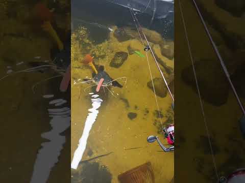 Fishing for GIANT Redtail Catfish!