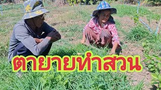 ตา ยาย ทำสวน