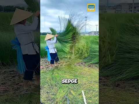 How do Vietnamese people turn grass into mats?  #shorts
