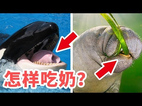 哺乳動物動物在水裡是怎樣喝奶的？比人類科學多了！How Mammal Nursing in the Sea | 大象真白 - YouTube(5分05秒)