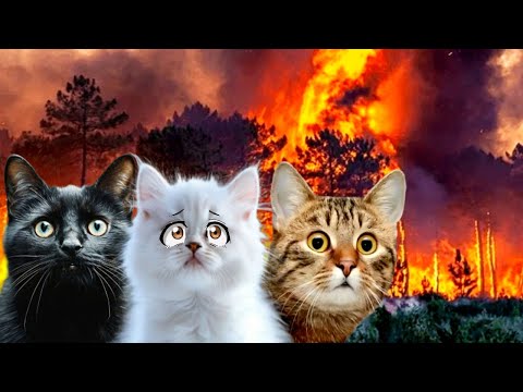 Лесные ПОЖАРЫ. СПАСЕНИЕ Кошек из ОГНЯ. Подряд 5 видео.