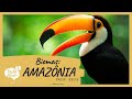 Amazon Rainforest Knowledge Assessment