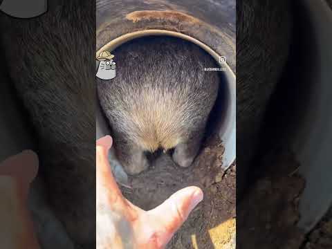 Trasero de wombat #sabiasque #datoscuriosos #animales #humor #bioloco