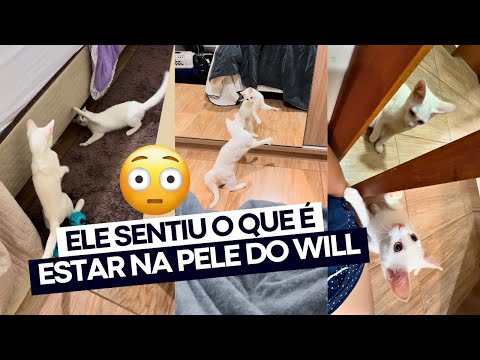 O ENZO APANH0U DA CANJICA! 😱🐱🥊 DEU RUIM!