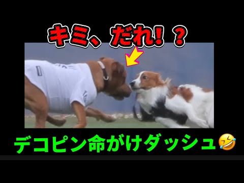 デコピン、ムキムキ犬にびっくり💨大谷翔平パパ大笑い🤣