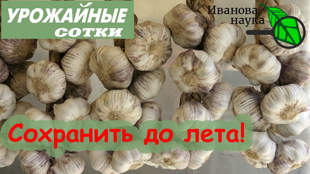 Вот так чеснок сохранится до лета!
