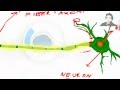 Neuroscience: Structure and Function of Neurons