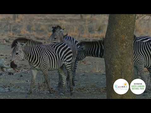 South Luangwa National Park (Mfuwe)