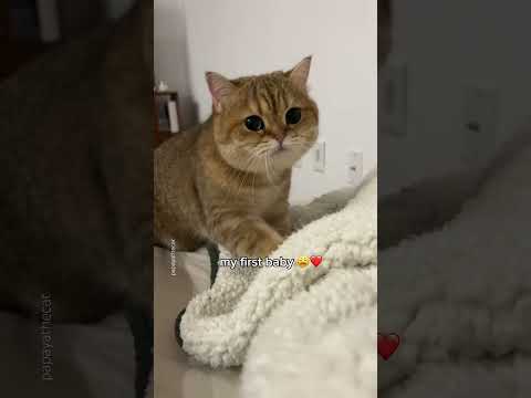 why no one warned me?!? 😩😂 #cat