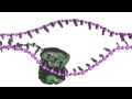 DNA Repair Mechanisms and Processes