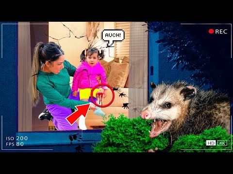 An OPOSSUM BIT Our Little Sister... **Terrifying**