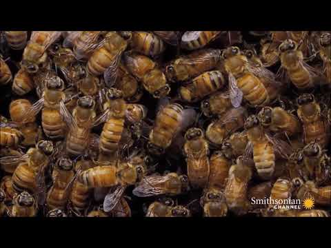 蜜蜂搖擺舞 - YouTube(2分鐘)