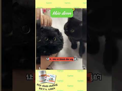 Mèo đen #shorts #xuhong #meo #cat #chammeo #meodethuong