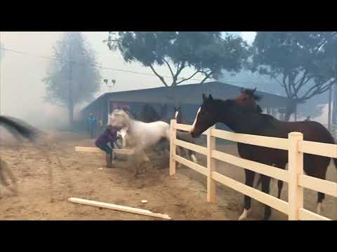 Horses freed from enclosure to escape California wildfire