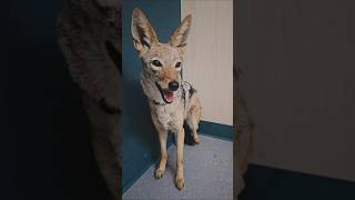 African Black-backed Jackal goes to the vet!