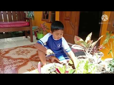 KAMPANYE CARA MERAWAT LINGKUNGAN BIOTIK