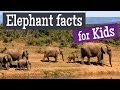 Elephant Facts and Trivia