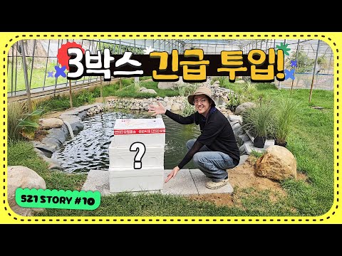 521연못 3번째 생물병기 3박스를 쏟아부엇습니다. 과연 효과가 있을까요?