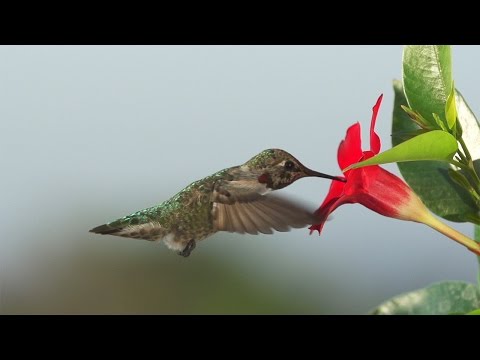 每日酷知識：蜂鳥是鳥界大胃王 - YouTube(1分01秒)