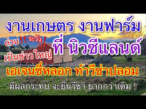 งานเกษตรงานฟาร์มนิวซีแลนด์เปิดรับไหมเป็นข่าวใหญ่รีบดูคลิปนี้