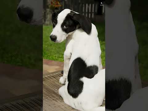 ANIMAIS QUE FORAM PINTADOS PELA NATUREZA! #shorts