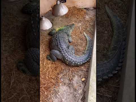 Encontré unos tesoros. LIMPIANDO ESTANQUES DE COCODRILOS!! #shorts #reptiles #crocodile #viral
