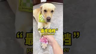 【旺仔很忙🐶wangzai is busy】狗子这把配合真不错The dog is a good match