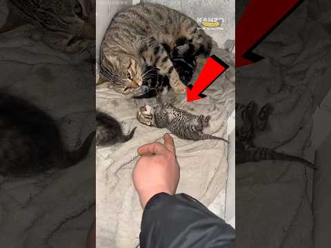 Dia Mengusahakan Anak Kucing Ini 🥹🐈