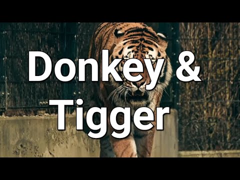 Donkey and Tiger