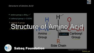 Structure of Amino Acid
