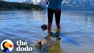 Cat Surprised Everyone With Her Love Of Water | The Dodo