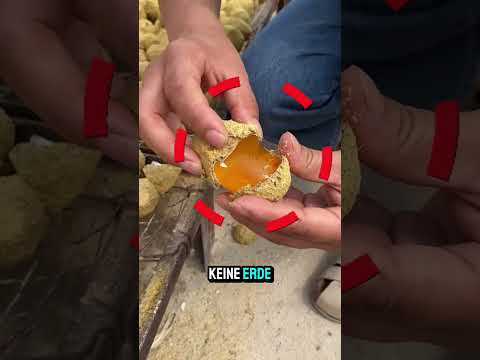 Mein Gott, mein Vater fresst Erde.