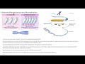 DNA and Histone Modifications