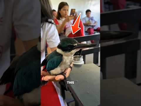 This Bird Changed Trains Forever 😨