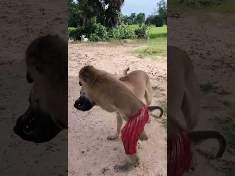 Great Video ! SokYaa Meet Team At Field Like This #shorts