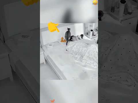 What did my cats do while I was sleeping? 💤 #funnyshorts #cat #shortsfeed
